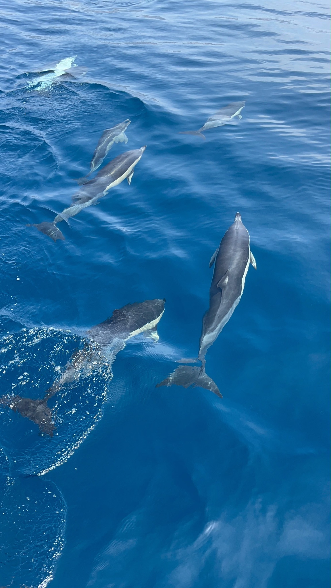 Benalmádena: avistamiento de delfines en barco con snorkel y bebidas