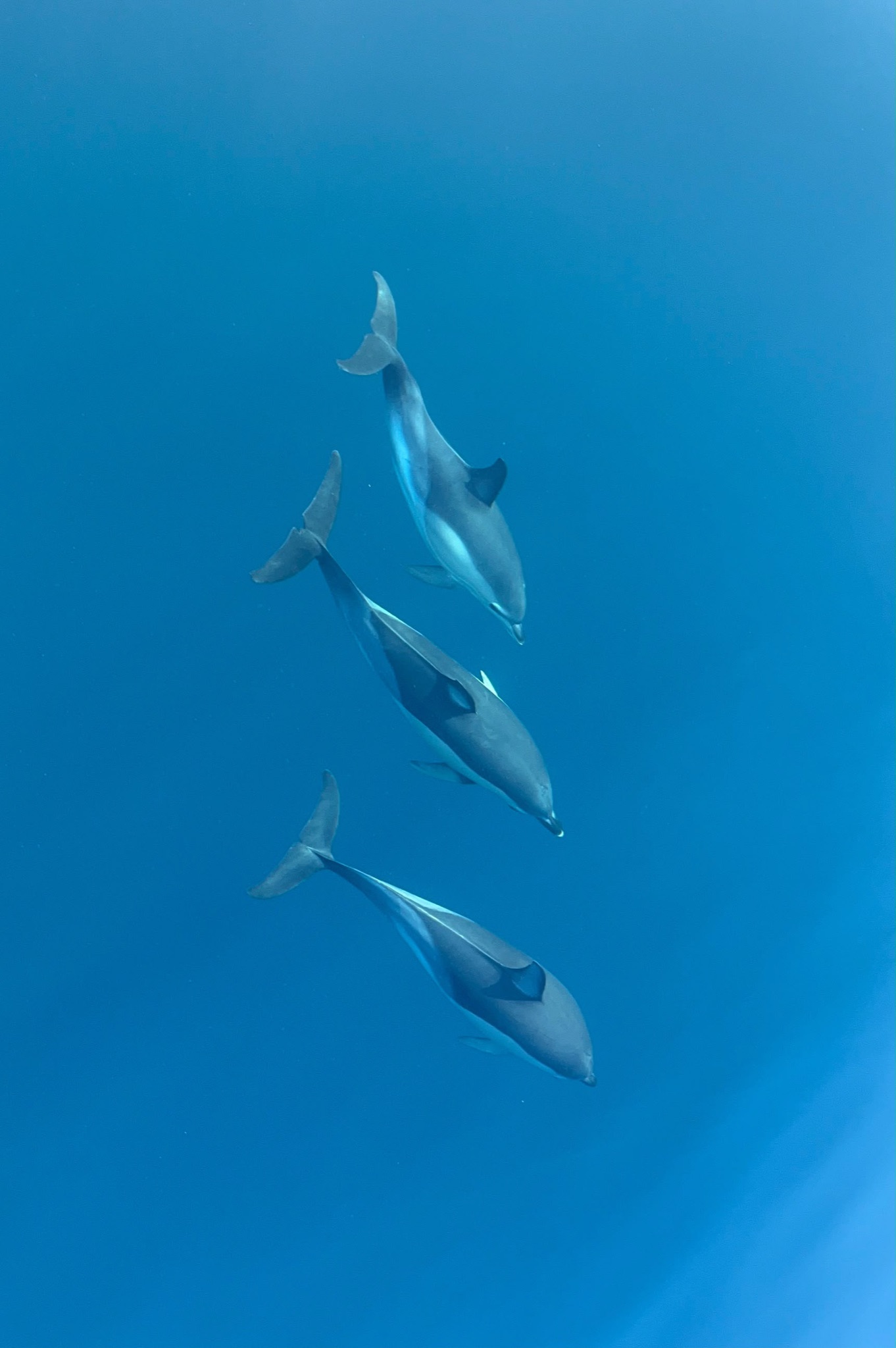 Benalmádena: avistamiento de delfines en barco con snorkel y bebidas
