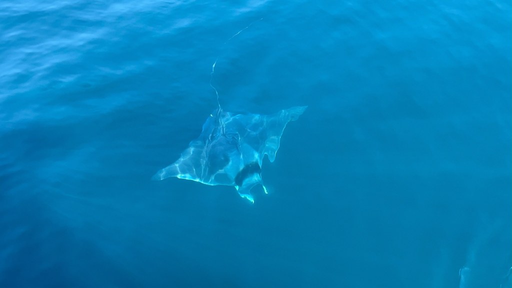 Benalmádena: avistamiento de delfines en barco con snorkel y bebidas