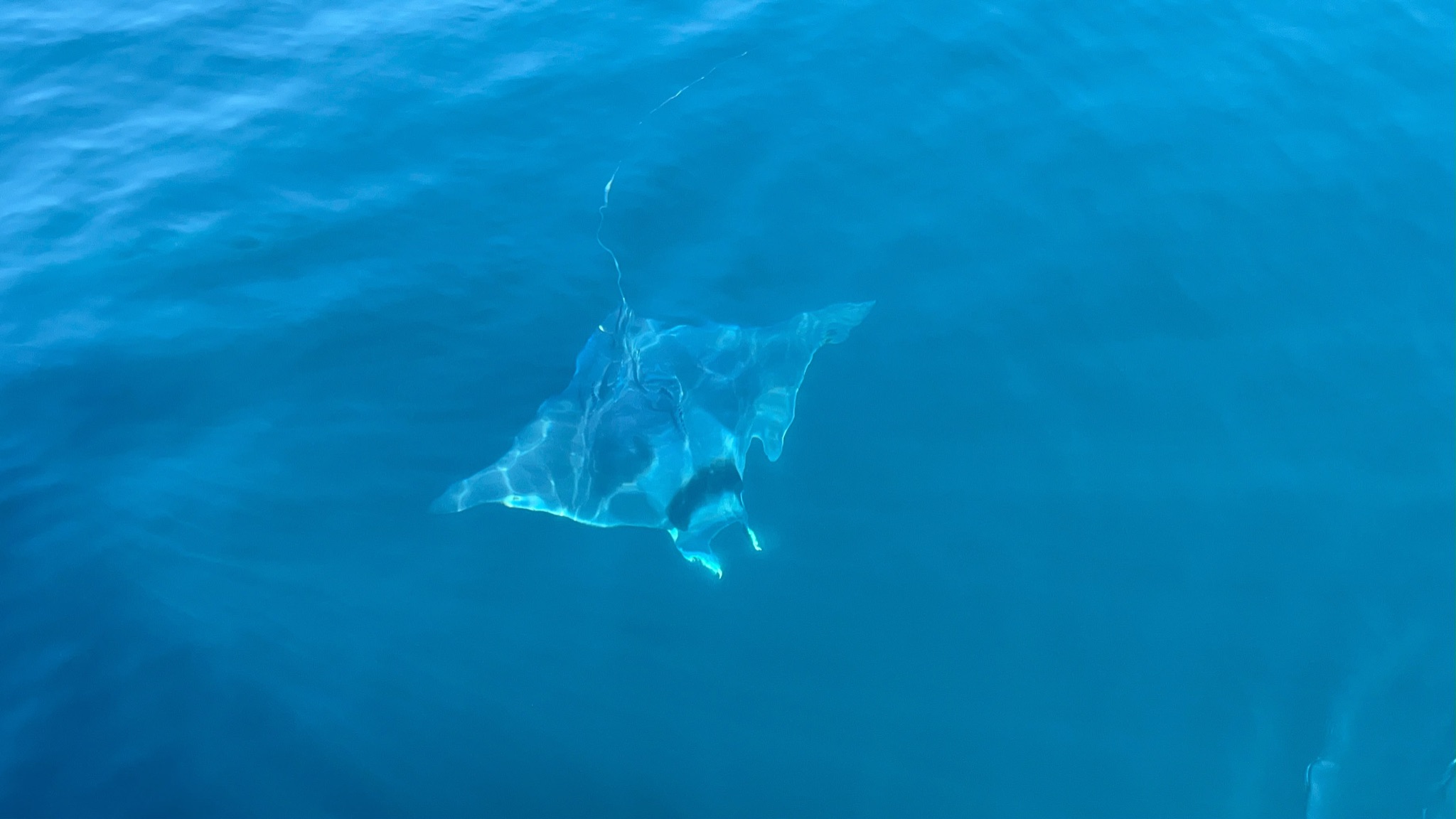 Benalmádena: avistamiento de delfines en barco con snorkel y bebidas