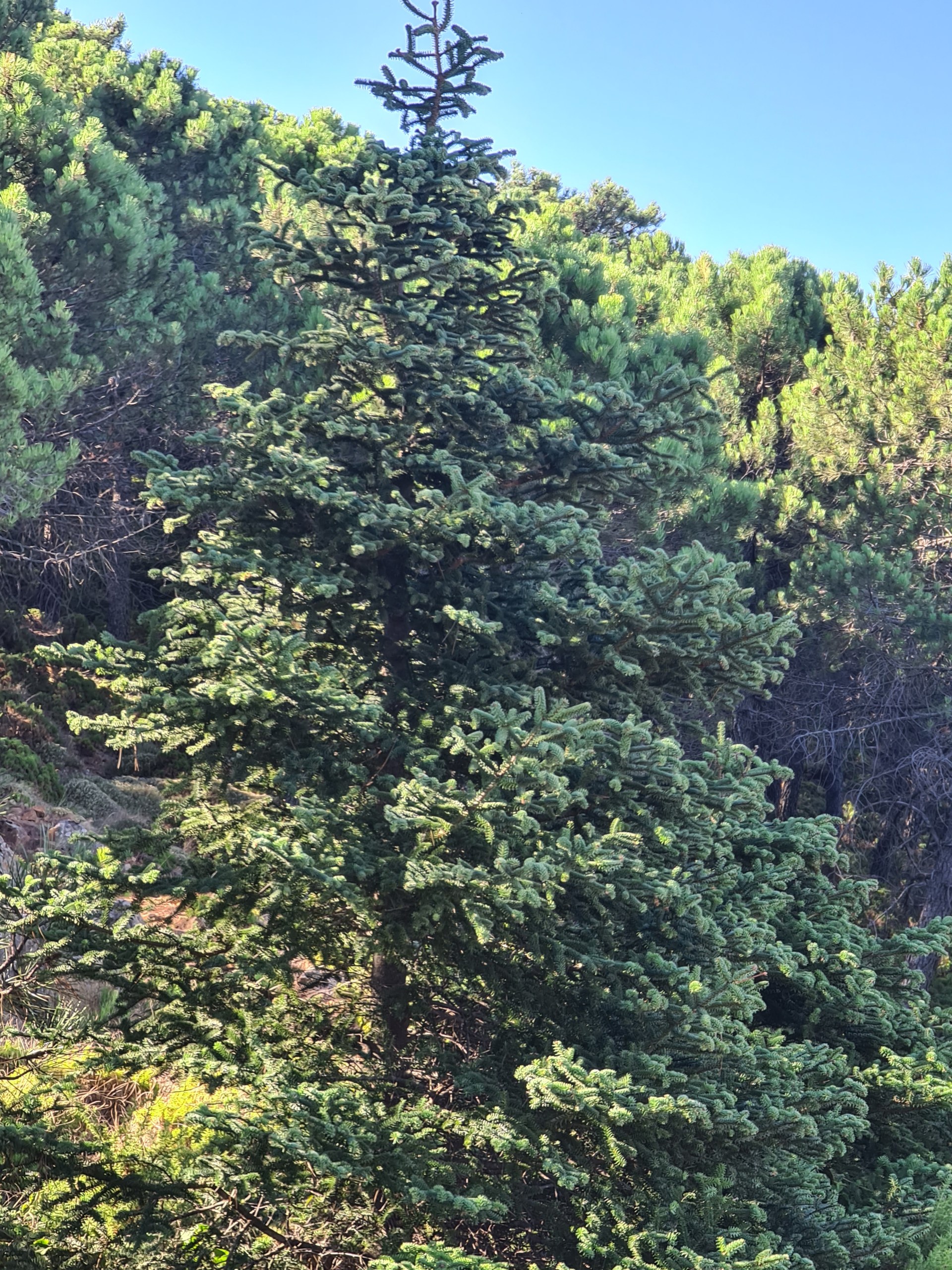 Private Hiking with transfer | Bosque de Pinsapos "Sierra Bermeja"