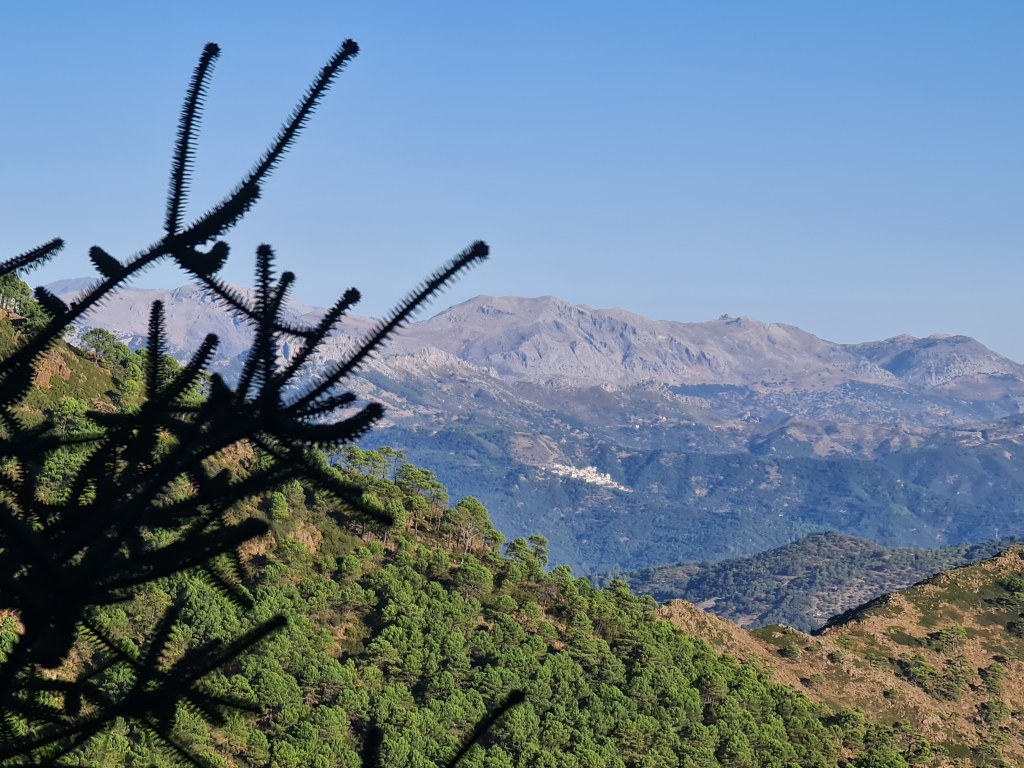 Private Hiking with transfer | Bosque de Pinsapos "Sierra Bermeja"