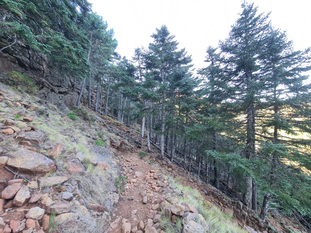 Private Hiking with transfer | Bosque de Pinsapos "Sierra Bermeja"