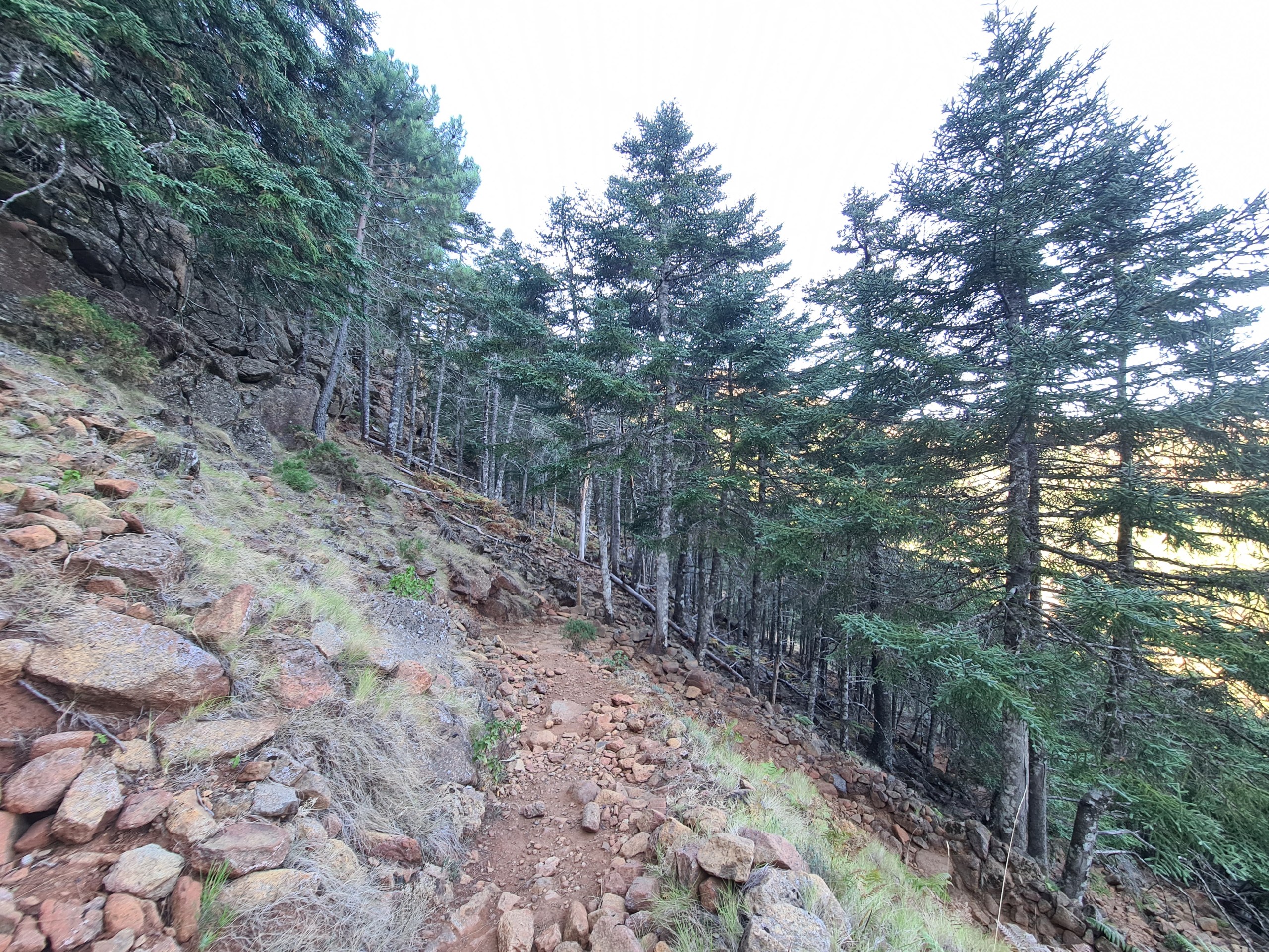 Private Hiking with transfer | Bosque de Pinsapos "Sierra Bermeja"