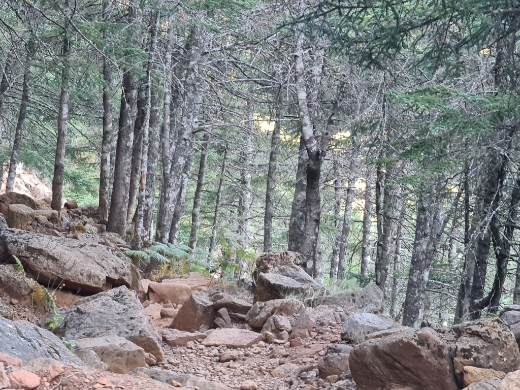 Private Hiking with transfer | Bosque de Pinsapos "Sierra Bermeja"