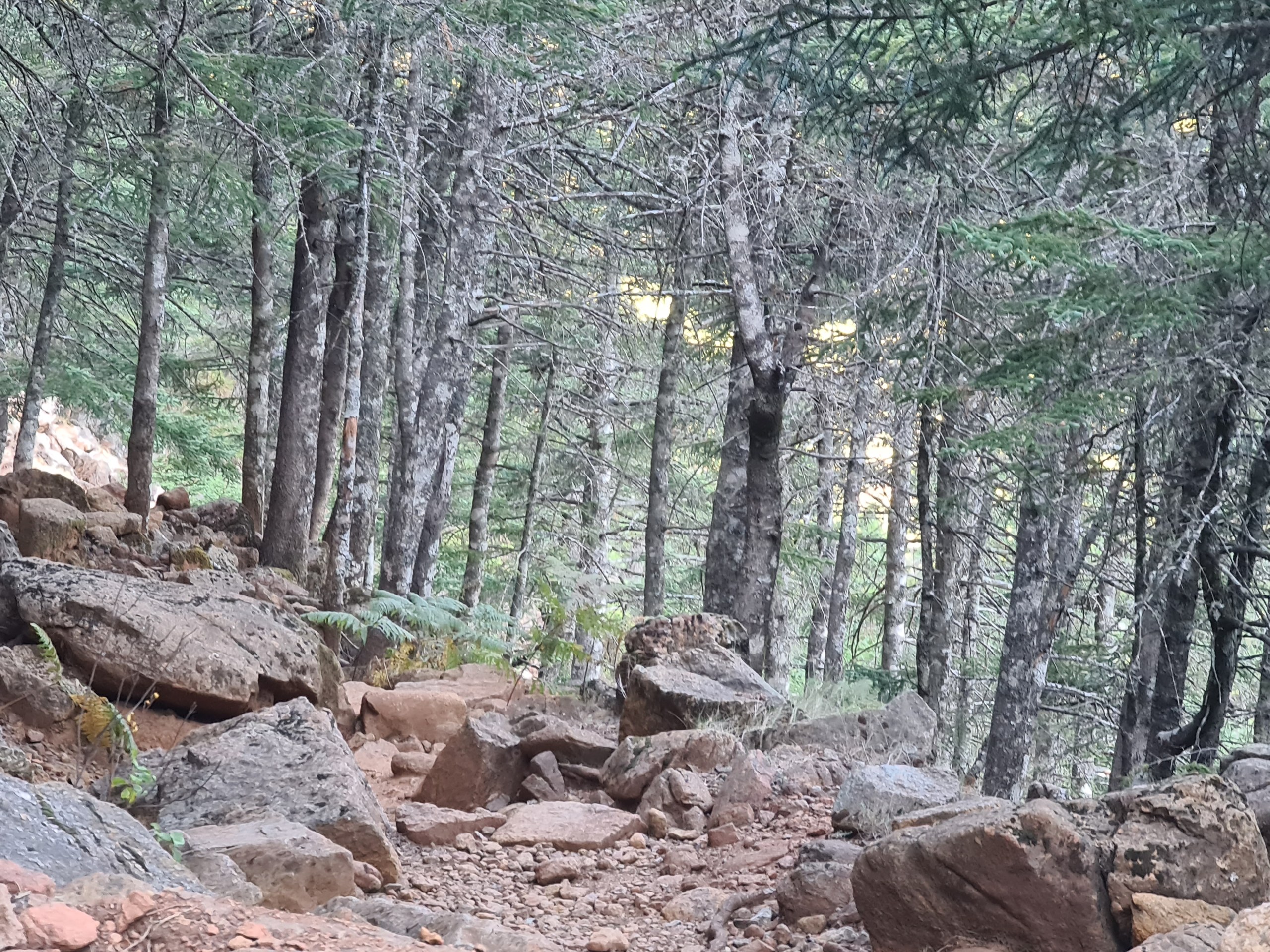 Private Hiking with transfer | Bosque de Pinsapos "Sierra Bermeja"