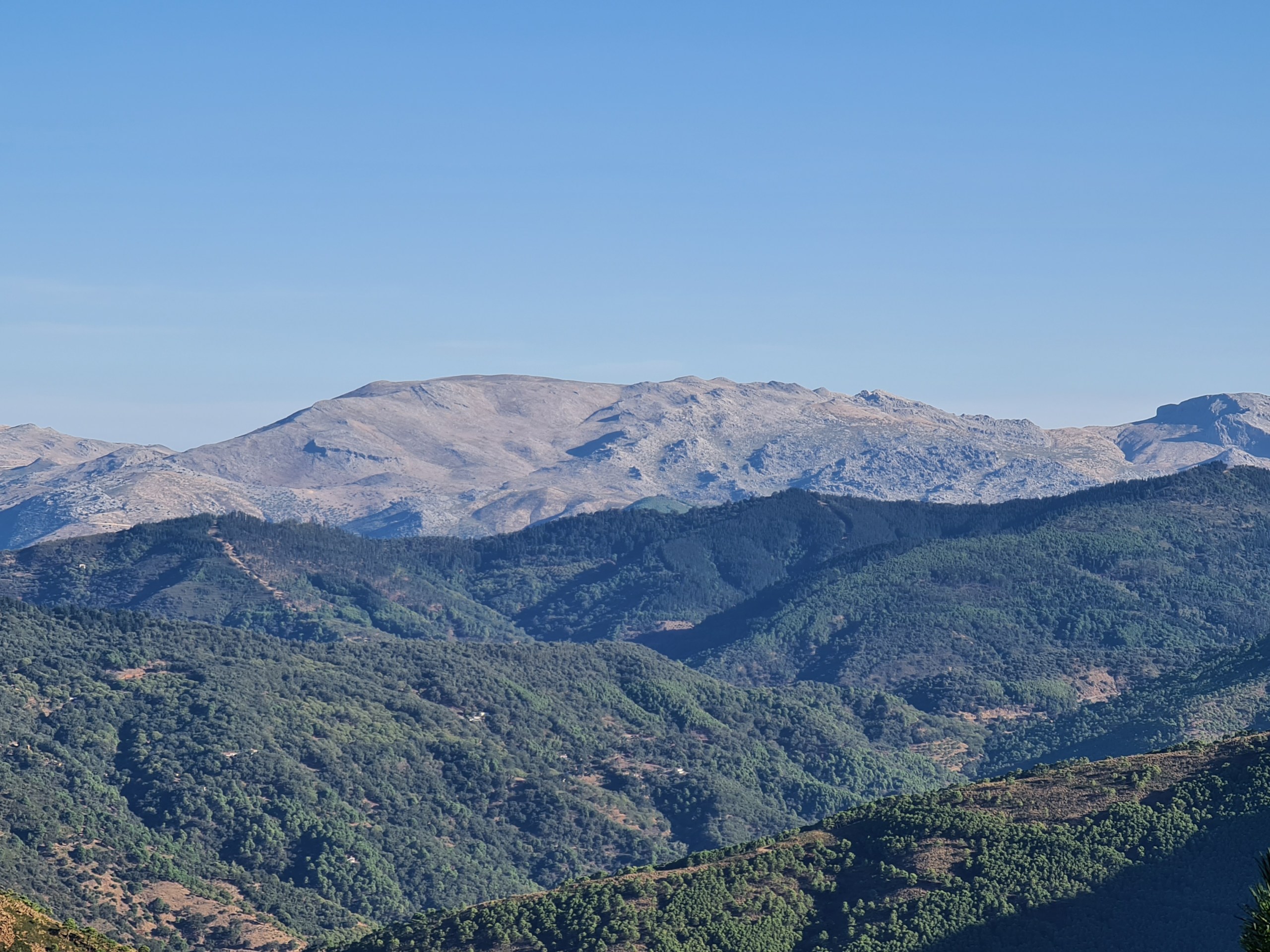Private Hiking with transfer | Bosque de Pinsapos "Sierra Bermeja"
