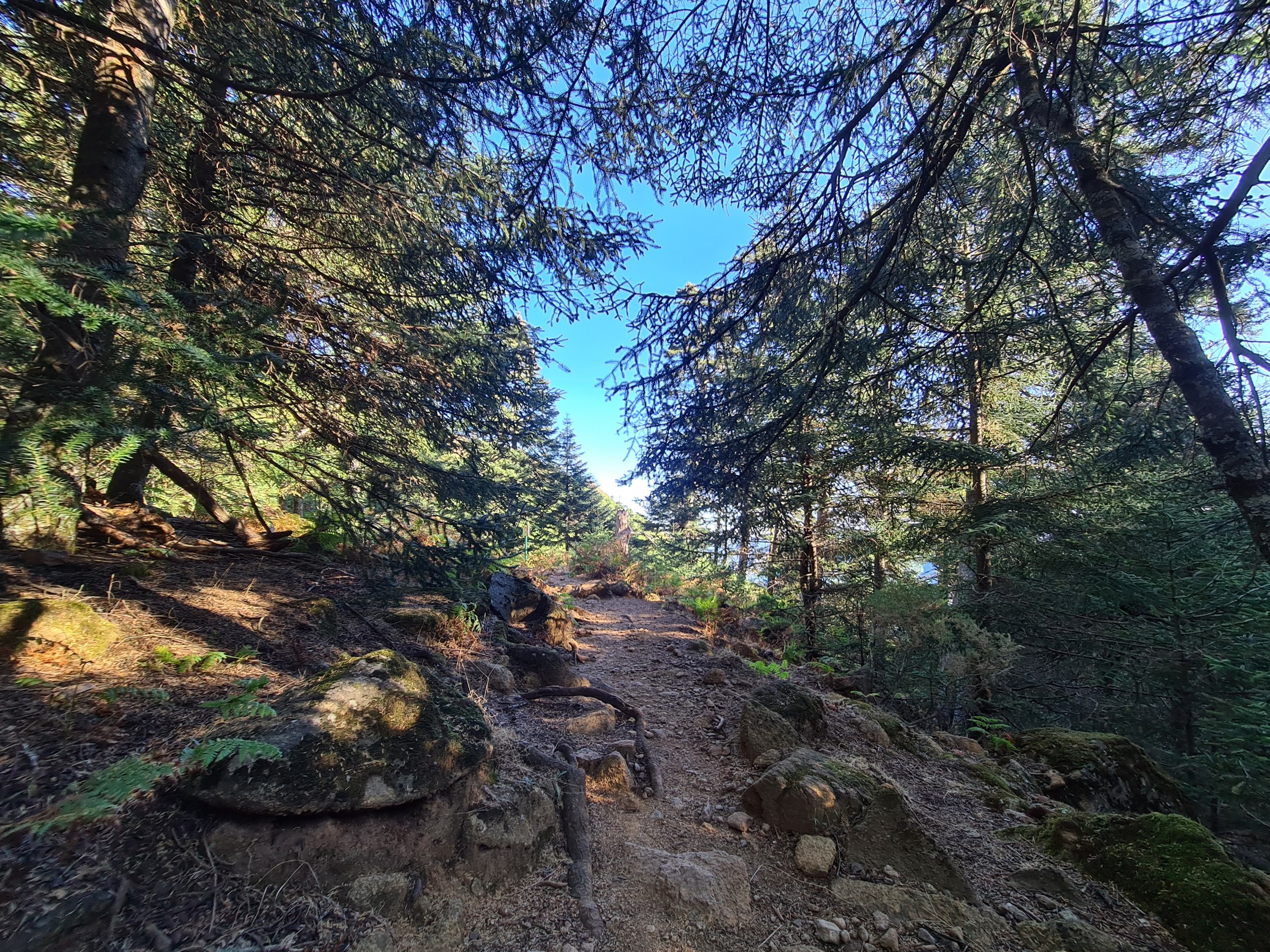 Private Hiking with transfer | Bosque de Pinsapos "Sierra Bermeja"