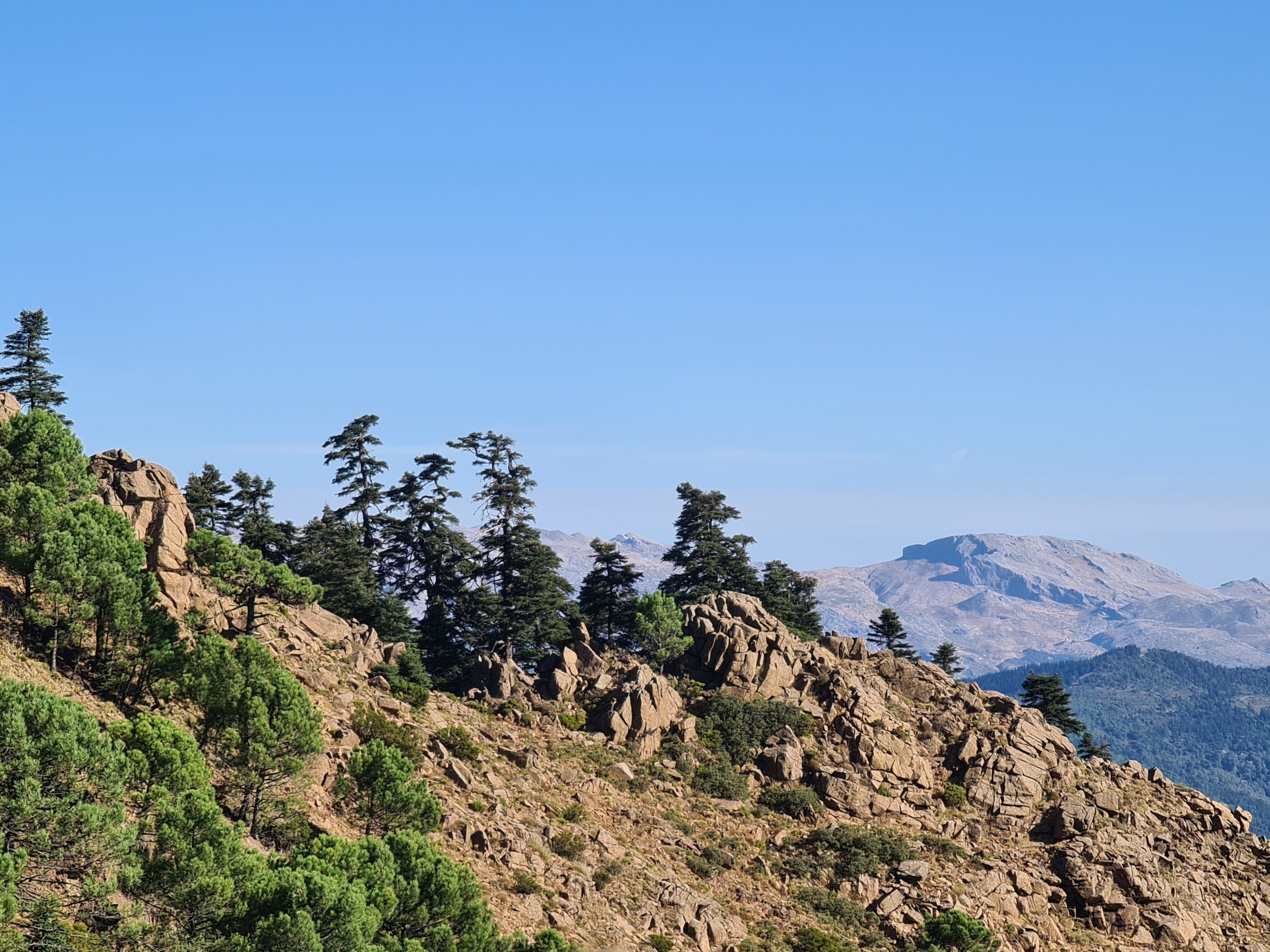 Private Hiking with transfer | Bosque de Pinsapos "Sierra Bermeja"