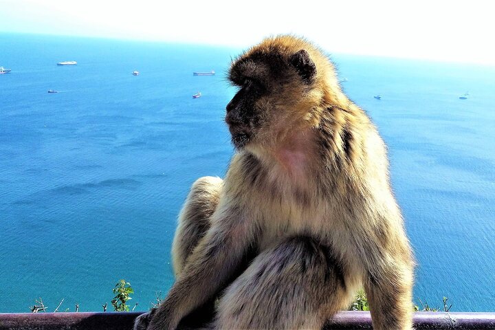 Barbary macaque