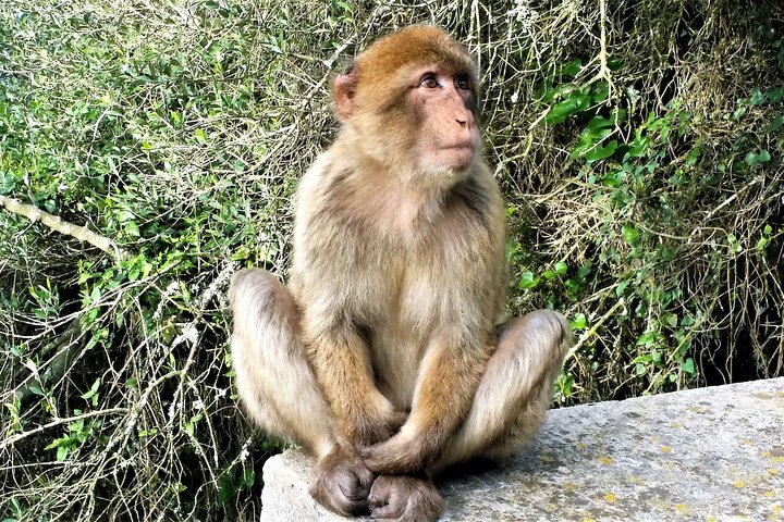Barbary macaque