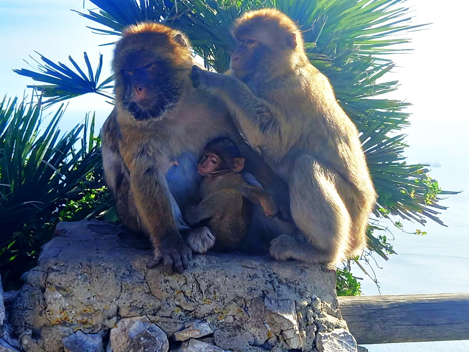 Monkeys in Gibraltar