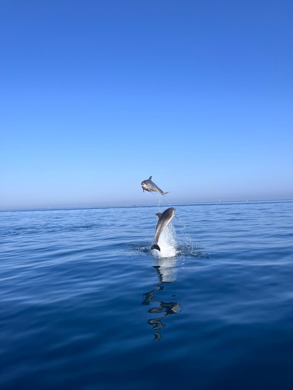 2H Private Dolphin Trip With Drinks Included in Estepona