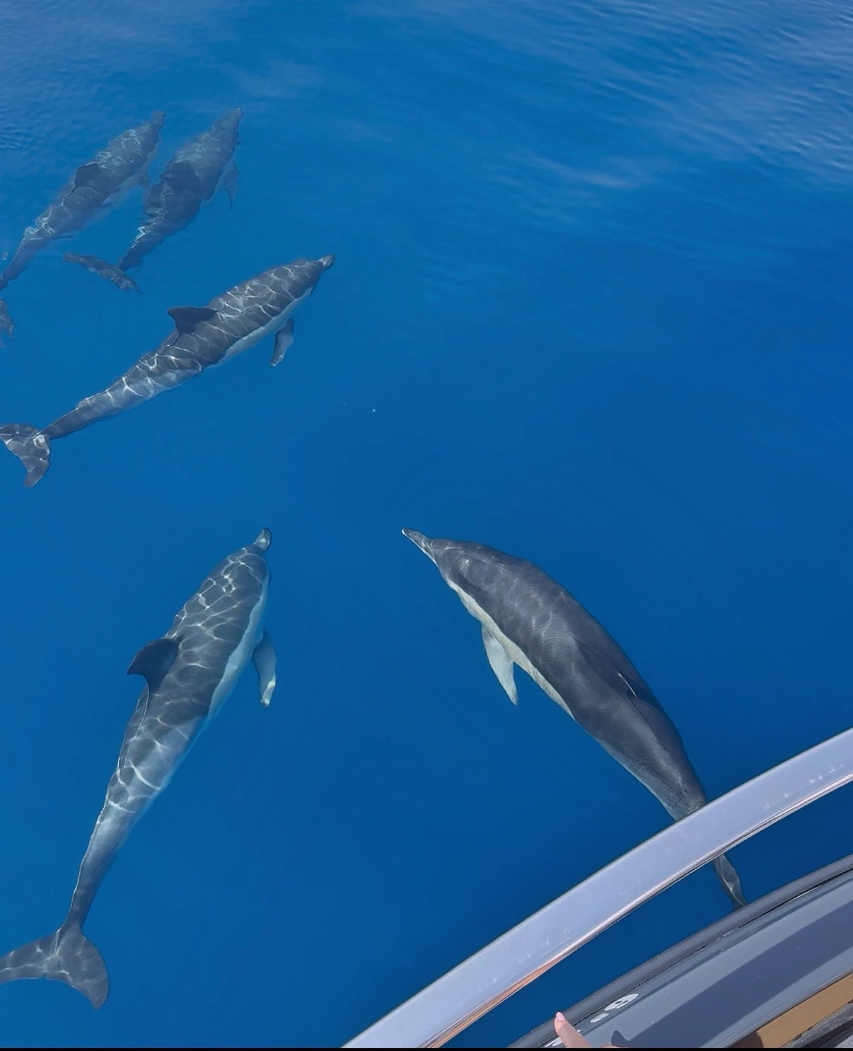 2H Private Dolphin Trip With Drinks Included in Estepona