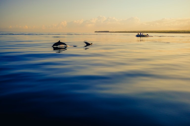Estepona: Private sailboat rental for up to 10 people with paddle surf