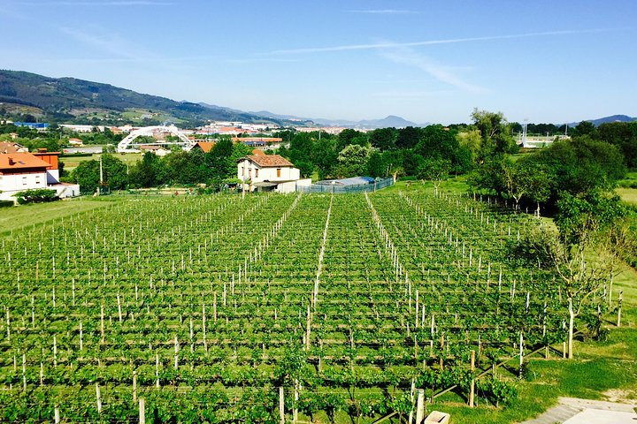 Guided tour of Txacoli wine tasting and tasting of wine and typical products