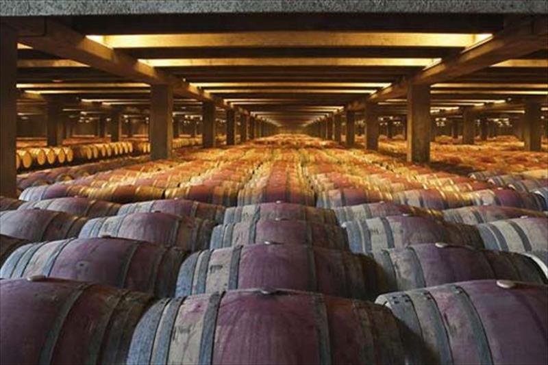 Guided tour of Txacoli wine tasting and tasting of wine and typical products