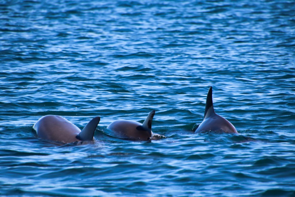 Herd of dolphins gathered on the surface of the sea, searching for food in calm waters. The gentle waves reflect the deep blue of the